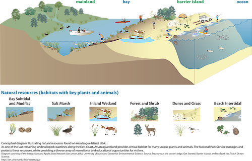 Conceptual diagram illustrating natural resources found on Assateague Island. Assateague Island provides critical habitat for many unique plants and animals.