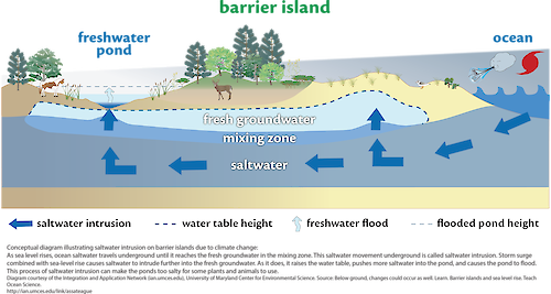 Conceptual diagram illustrating saltwater intrusion on barrier islands due to climate change. As sea-level rises, ocean saltwater travels underground until it reaches the fresh groundwater in the mixing zone.