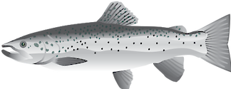 The Atlantic salmon is an anadromous fish, typically spending 2-3 years in freshwater, migrating to the ocean where it also spends 2-3 years, and then returning to its natal river to spawn. It originally occurred in every country with rivers flowing in to the North Atlantic Ocean and the Baltic Sea and is thus native to the region. Today, the species distribution has decreased in its southern range on both sides of the Atlantic.