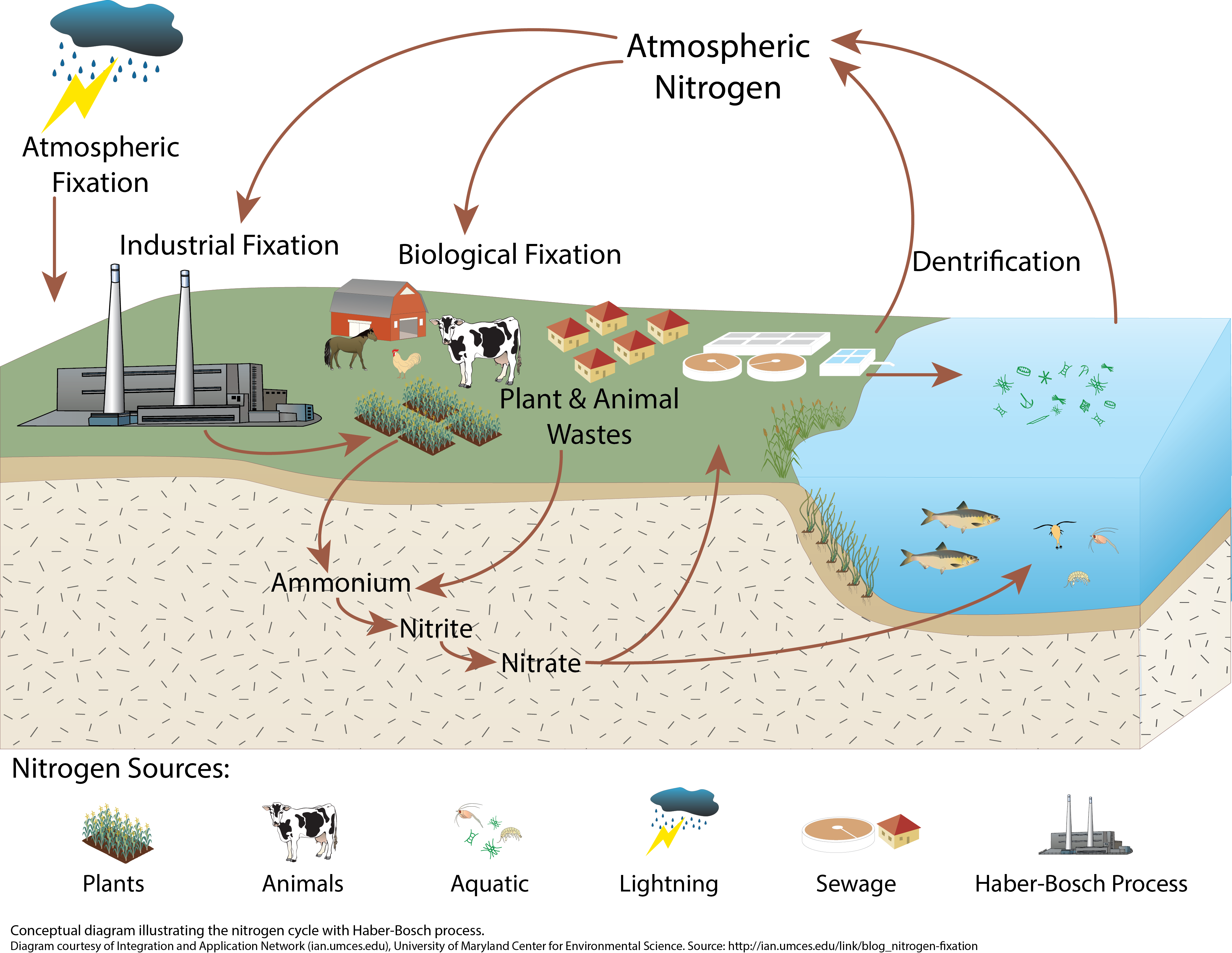 The nitrogen cycle with Haber Bosch process Media Library