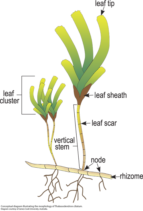 Illustration of the morphology of Thalassodendron ciliatum.