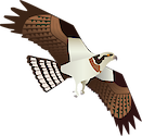 Illustration of adult Pandion haliaetus (Osprey) in flight.