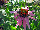 Perennial native plants like coneflowers (Echinecea) are recommended for rain gardens, on the Eastern Shore of Maryland. They attract birds and pollinating insects such as bees and butterflies.