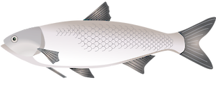 This fish is used for aquaculture throughout Asia, particularly in China and Vietnam. Silver carp were imported to North America in the 1970s to control algae growth in aquaculture and municipal wastewater treatment facilities. They escaped from captivity soon after their importation. They are considered a highly invasive species.