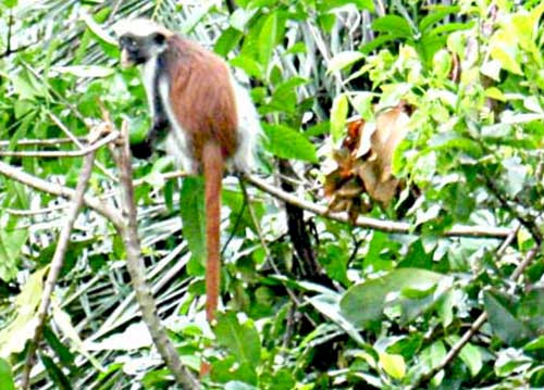 Red columbus monkey