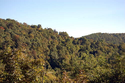 View of forest diversity in Shenandoah National Park, Virginia.