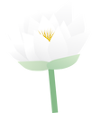 Illustration of White Water Lily flower (Nymphaea odorata flower).