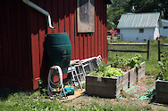 By elevating the rain barrel in this vegetable garden, the property owner is more likely to get a steady water flow.