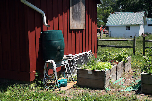 By elevating the rain barrel in this vegetable garden, the property owner is more likely to get a steady water flow.