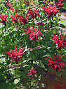 Perennial native plants like the bee balm (Monarda didyma) are recommended for rain gardens, on the Eastern Shore of Maryland. The red color attracts hummingbirds and pollinating insects such as bees and butterflies.