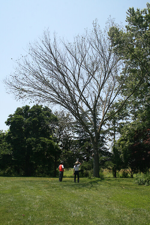 Dying elm due to disease, on an Eastern Shore Maryland property.