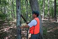 A Chesapeake Watershed Forester checks for disease or pest damage in the tree bark. Regular field surveys in the forest of this farm are part of best management practice.