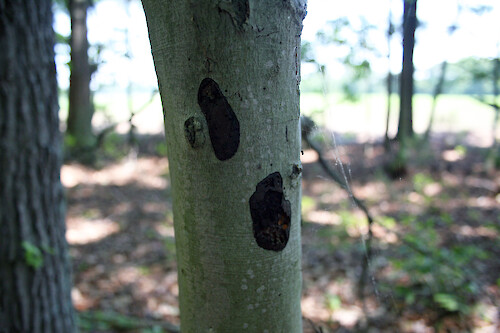 Tree with insect or disease damage on an Eastern Shore Maryland farm.