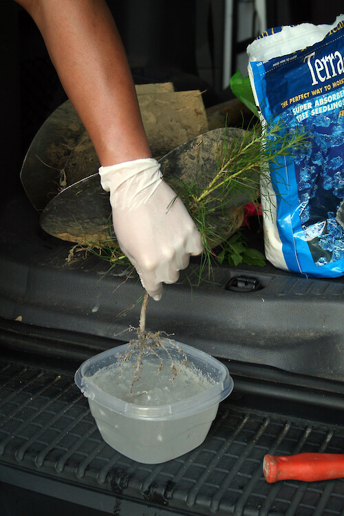 In preparation for planting, a Loblolly pine seedling (Pinus taeda) has its roots dipped in rooting gel. This technique improves the chances of the seedling surviving periods of drought.