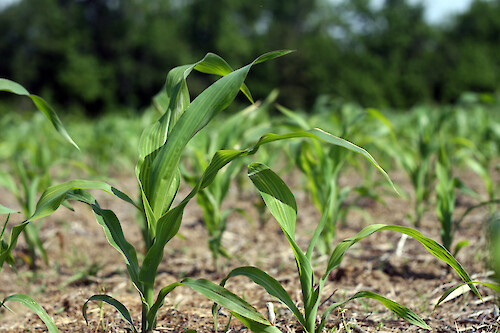 Corn crop growing in a field on the Eastern Shore of Maryland, USA.