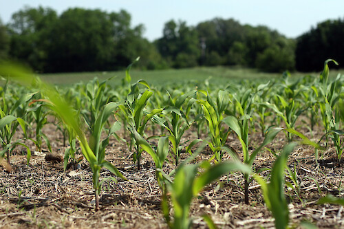 Corn crop growing in a field on the Eastern Shore of Maryland, USA.