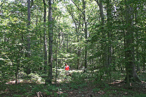 Healthy diverse forest as determined by a Chesapeake Watershed Forester on an Eastern Shore Maryland farm, USA.