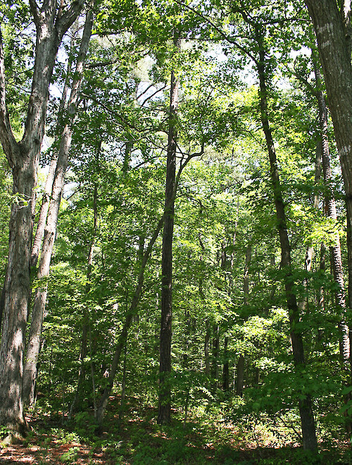Healthy forest on an Eastern Shore Maryland property, USA.