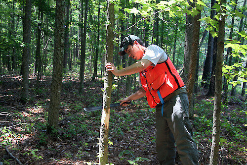 A Chesapeake Watershed Forester girdles a Sweetgum tree (Liquidambar styraciflua) in the forest of an Eastern Shore Maryland farm. This technique is used to eliminate a undesirable tree.