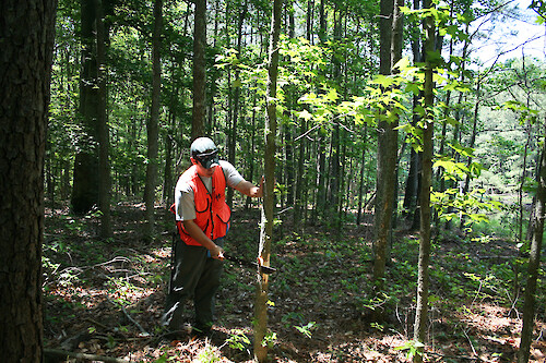A Chesapeake Watershed Forester girdles a Sweetgum tree (Liquidambar styraciflua) in the forest of an Eastern Shore Maryland farm. This technique is used to eliminate a undesirable tree.