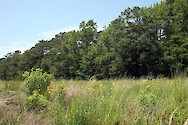 Grass and flower meadow up to the forest edge, on an Eastern Shore Maryland farm.