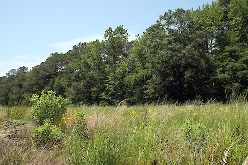 Grass and flower meadow up to the forest edge, on an Eastern Shore Maryland farm.