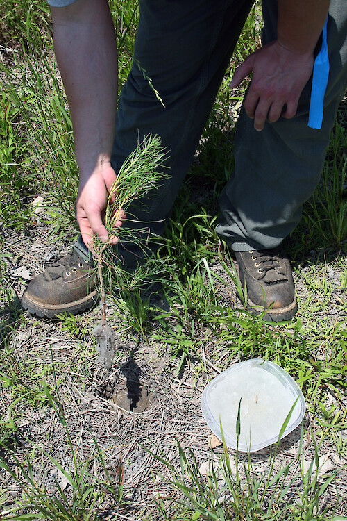 Loblolly pine seedling (Pinus taeda) with rooting gel placed into planting hole, on an Eastern Shore Maryland farm, USA.