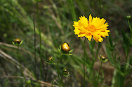 Coreopsis (Coreopsis grandiflora) in farm field on the Eastern Shore of Maryland.