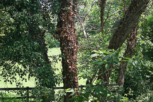 The poison ivy (Toxicodendron radicans) vines climbing trees on this property on the Eastern Shore of Maryland have been cut and are allowed to die in place, preventing bark damage with attempted removal.