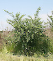 Invasive Russian olive (Elaeagnus angustifolia) in Maryland.