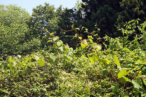 Invasive multiflora with wild grape (Vitis spp.) among planted Red Cedars (Juniperus virginiana), in Maryland.