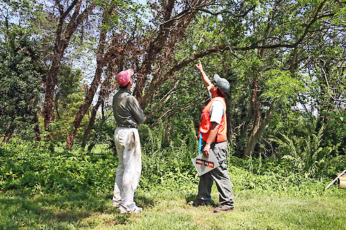 Landowner and Chesapeake Watershed Forester discuss how to handle the invasive poison ivy climbing the trees, on an Eastern Shore of Maryland farm.