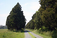 Planted Red Cedar (Juniperus virginiana) trees lining a driveway, in Maryland. 