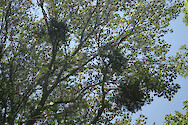 Mistletoe (Phoradendron serotinum) growing in a maple tree, on the Eastern Shore of Maryland.