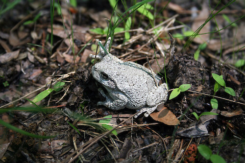 Cope's gray tree frog (Hyla chrysoscelis), in Maryland.