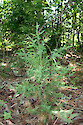 Red Cedar (Juniperus virginiana) seedling in forest, in Maryland.