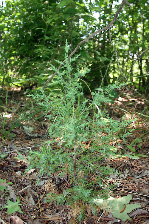 Red Cedar (Juniperus virginiana) seedling in forest, in Maryland.