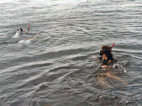 Randy Alberte snorkeling over Bill Dennison's seagrass research site