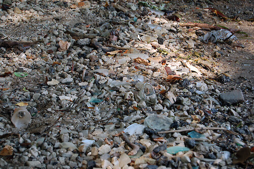 Trash has built up over time on the shoreline of the Pipe Creek Wildlife Area. This trash comes from people throwing it off of boats as well as people leaving it on the small beach. Sandusky, Ohio.