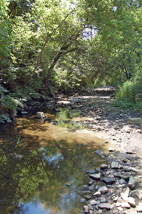This section of Pipe Creek is still surrounded by a small forest buffer, although much of the creek is surrounded by farm fields and residential areas. Sandusky, Ohio.