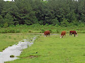 Cows grazing along a stormwater ditch during heavy rains.