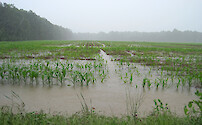 Flooded cropland during heavy rains, in Maryland