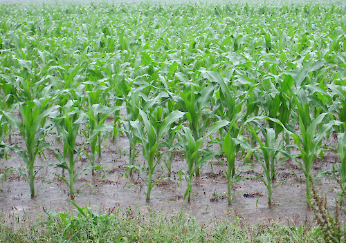 Flooded corn in field, in Maryland.