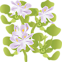 Illustration of Eichhornia crassipes (Water Hyacinth).