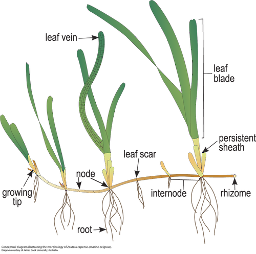 Illustration of the morphology of Zostera capensis (marine eelgrass).
