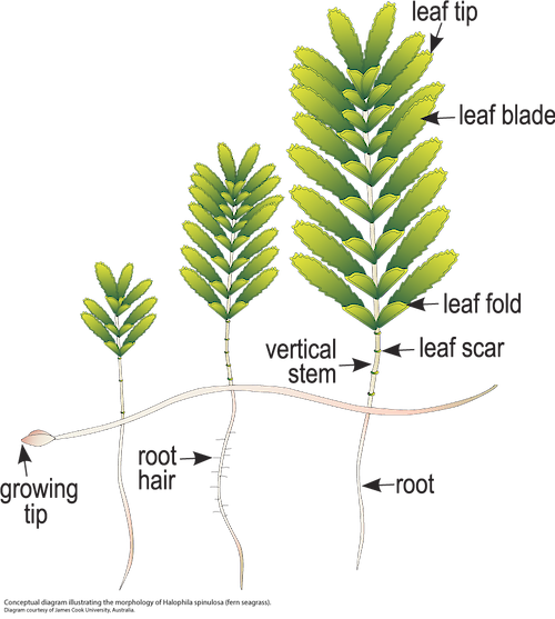 Illustration of the morphology of Halophila spinulosa (fern seagrass).