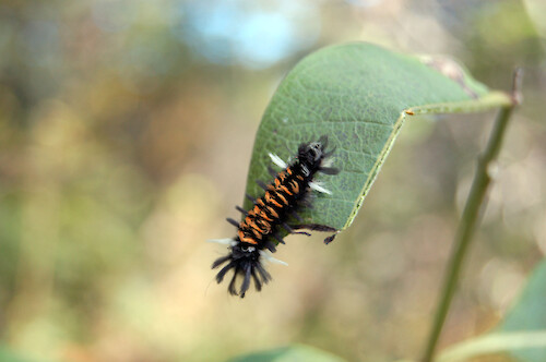 The Milkweed Tussock Caterpillar (Euchaetes egle), also referred to as the Milkweed Tiger Moth. Shenandoah National Park, VA.