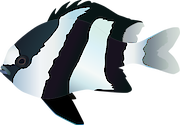 Illustration of a Whitetail dascyllus (Dascyllus aruanus).