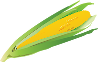 Illustration of a corn cob with husk.