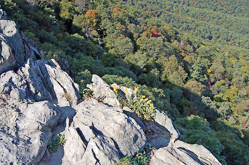 Rock outcrops are home to specific rare species which can be hurt by trampling. Shenandoah National Park, VA.